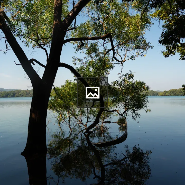 Tree Partially Submerged in Water