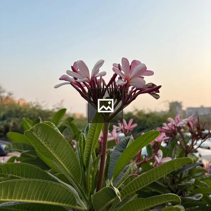 Plumeria Flowers in Green Foliage