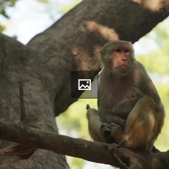 Monkey sitting on branch