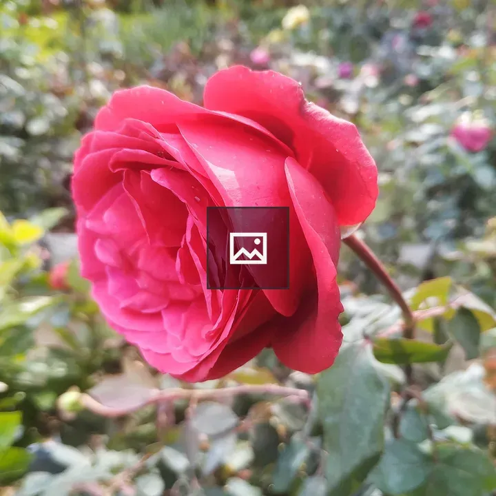 Red rose in garden of roses