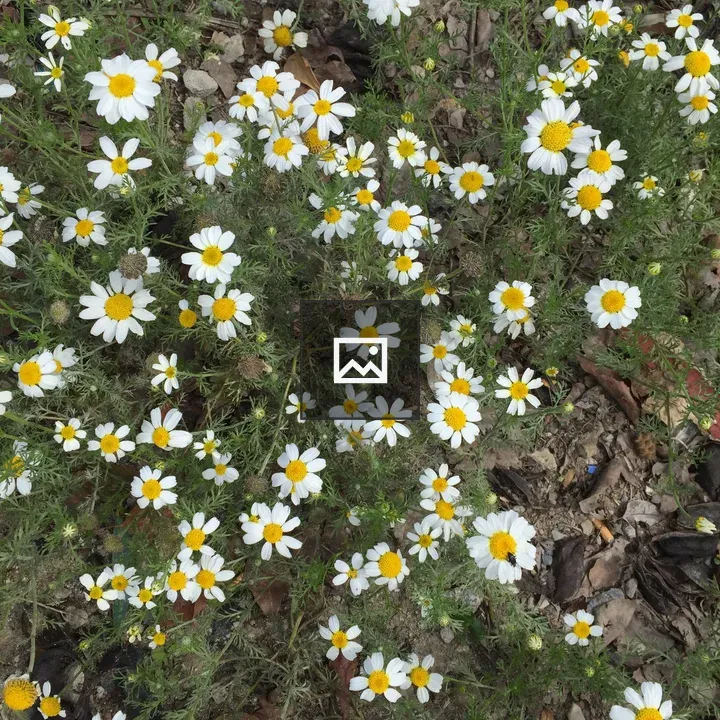 Daisies in Almeria