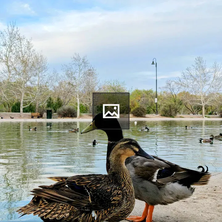 Ducks on the Pond Shore