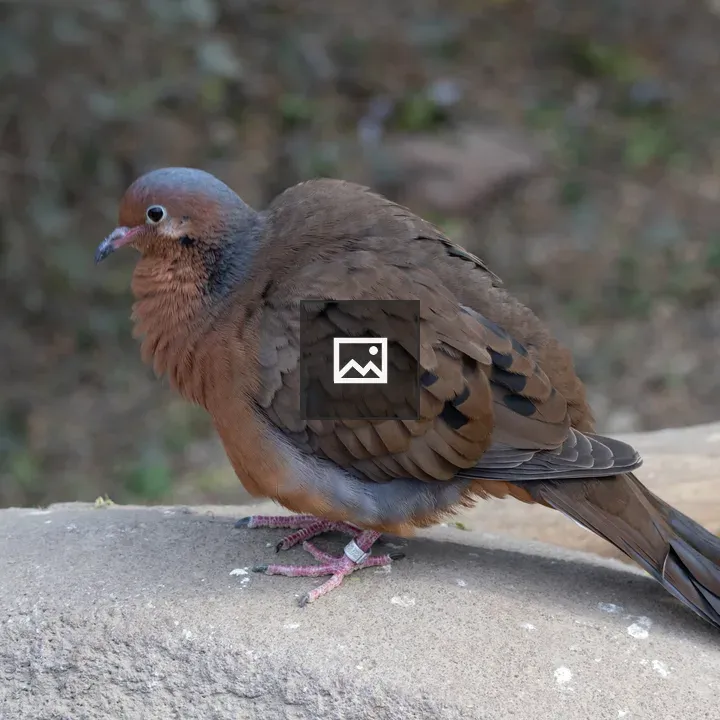Solitary Socorro dove on rock