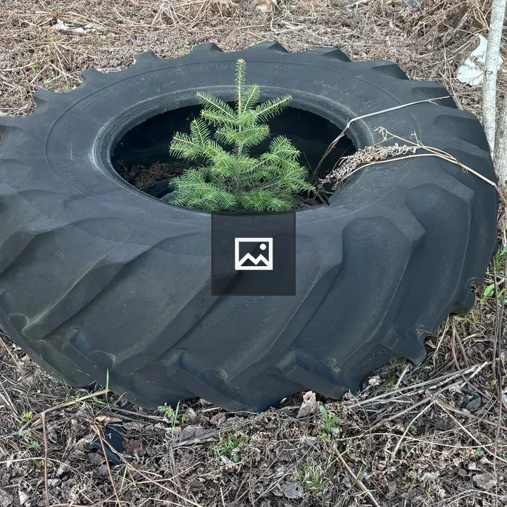 Abandoned Tractor Tire in Forest