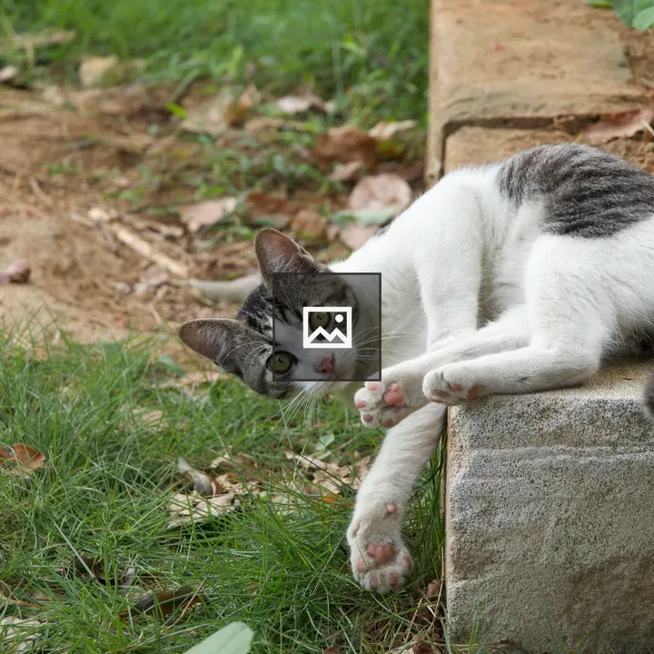 Domestic cat on stone wall