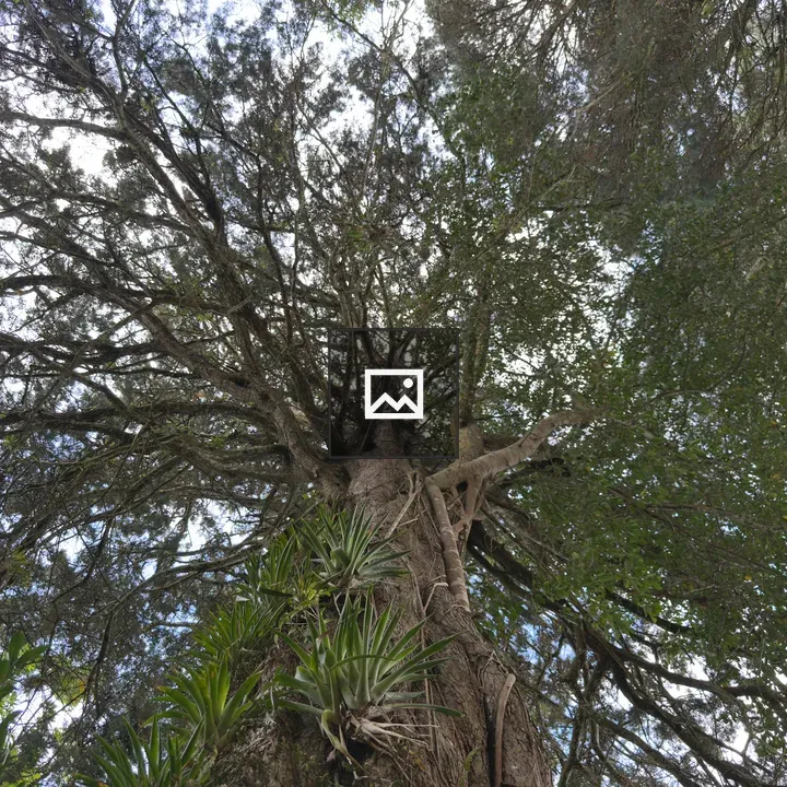 Tall tree with wide canopy