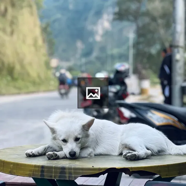 White dog on picnic table