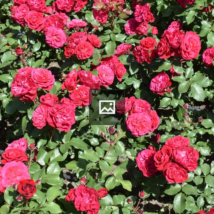 Bed of blooming roses