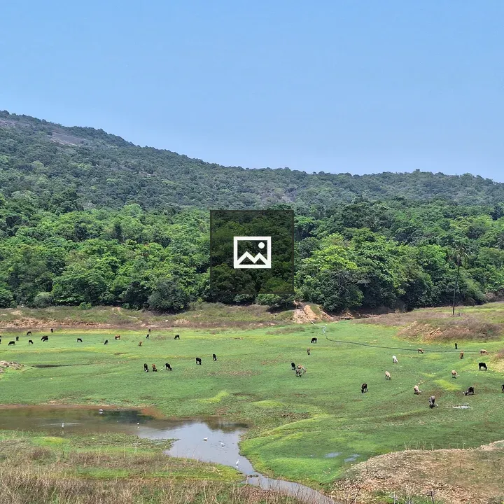 Cattle in Green Landscape