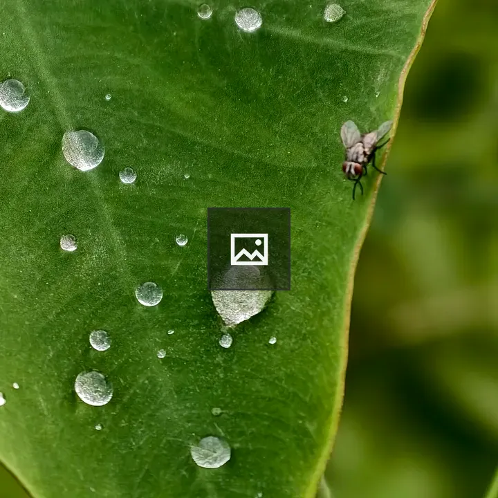Green leaf with small grey fly