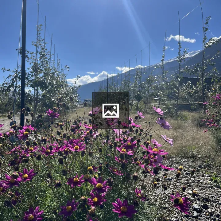 Pink and purple flowers in bloom