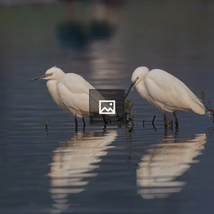Pair of Little Egrets in Water