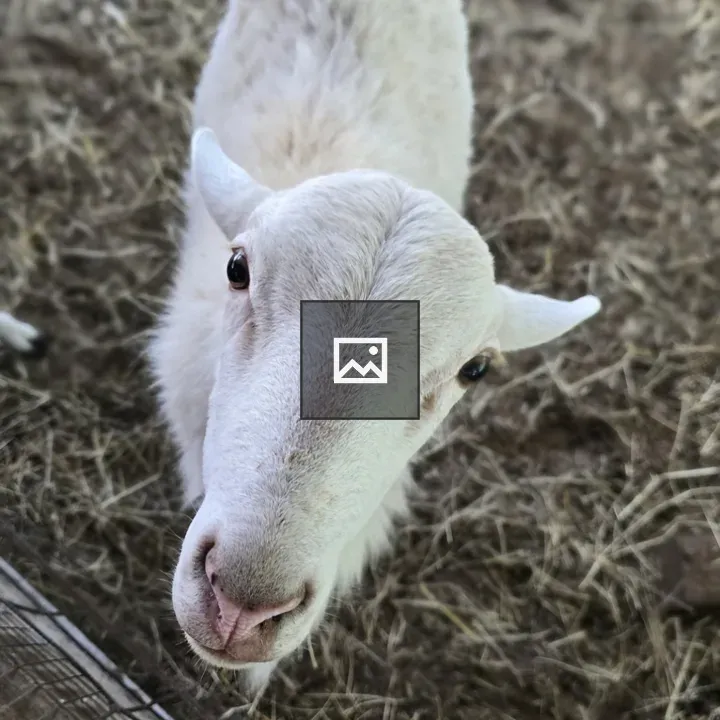 White goat in farm enclosure