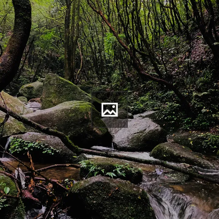 Forest stream among mossy rocks
