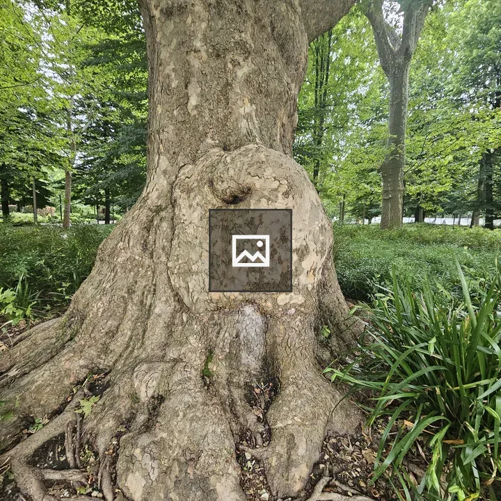 Base of a large tree with roots