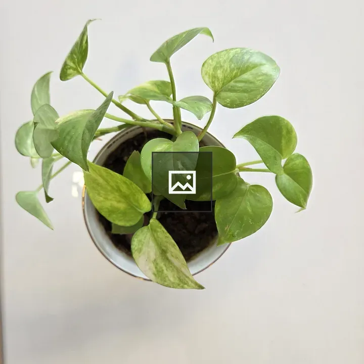 Money plant in pot