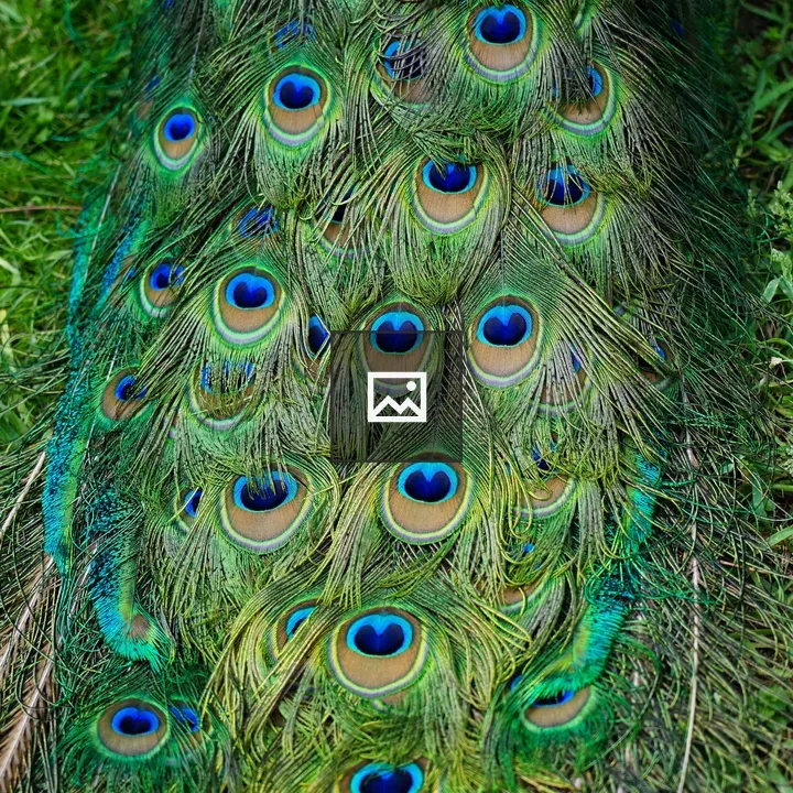 Peacock Feathers Close-up