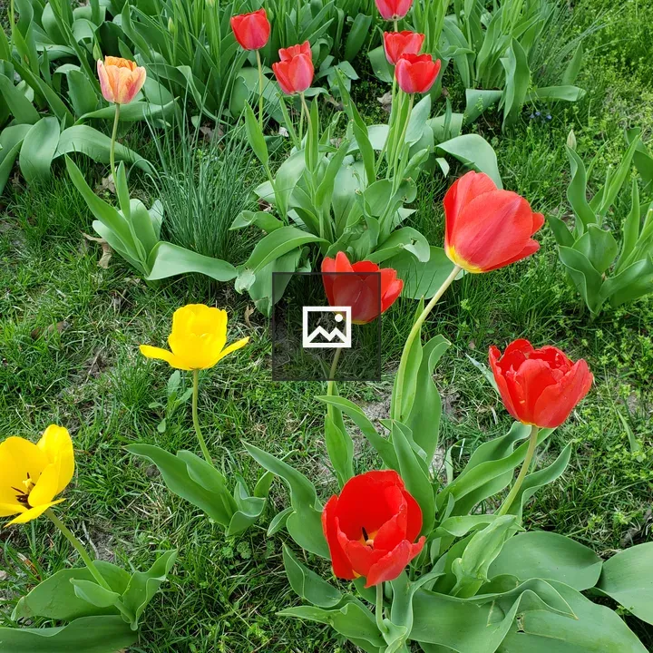 Tulips on Green Lawn