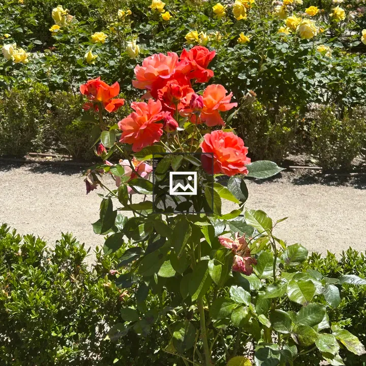 Close-up Orange Roses