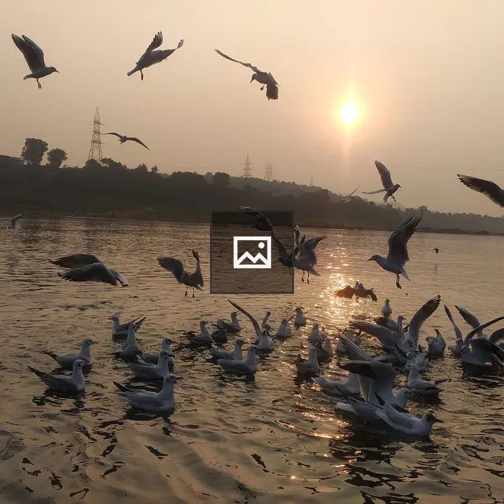 Seagulls over sunset waters