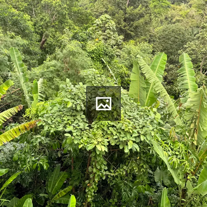 Dense tropical foliage with banana leaves