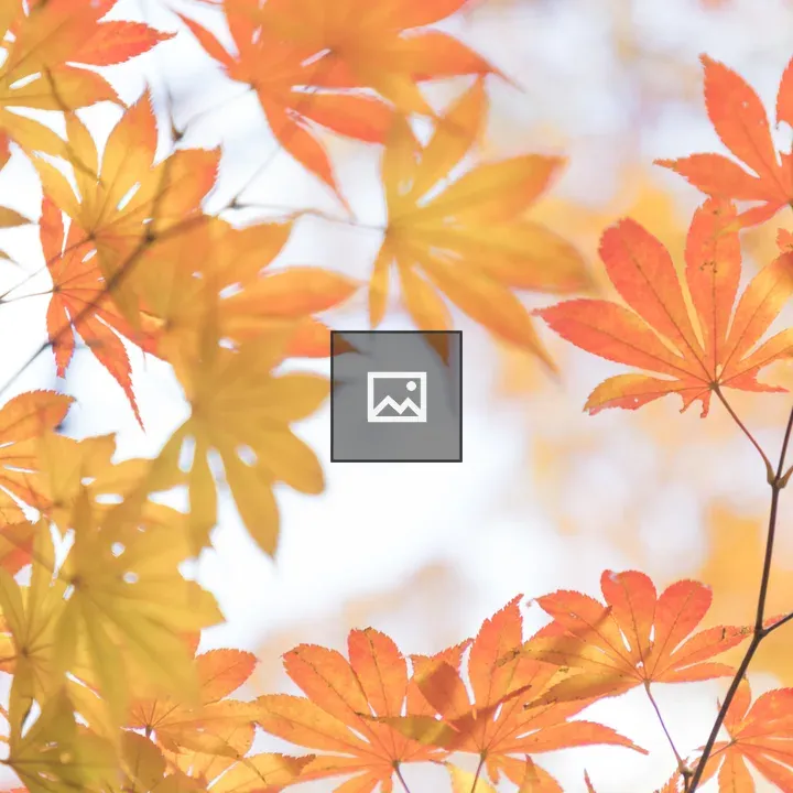 Maple Leaves in Japanese Autumn