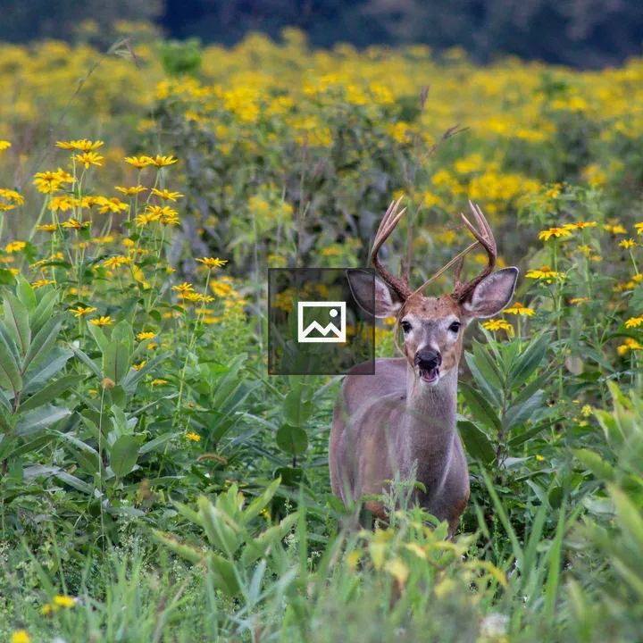 An 8-Point Buck in Floral Field