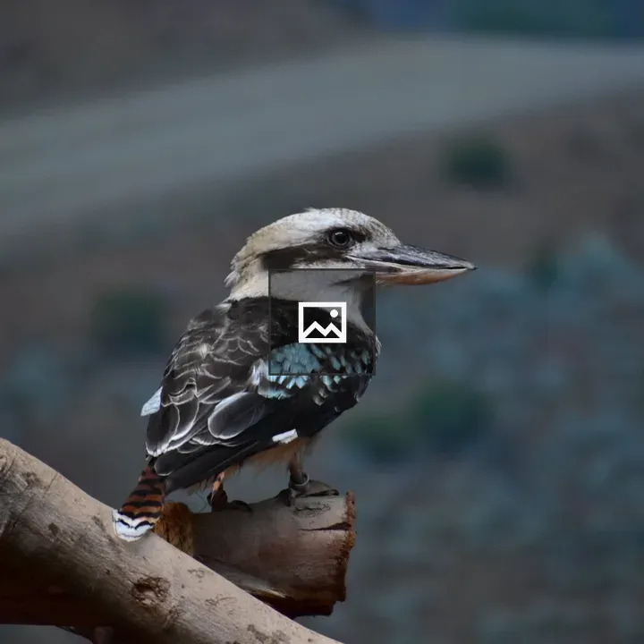 Laughing Kookaburra