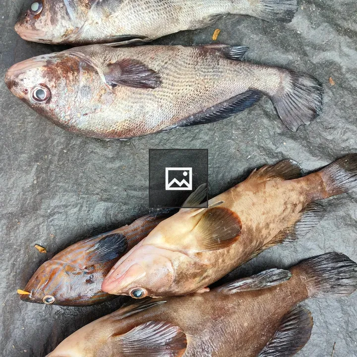 Group of Freshly Caught Fish