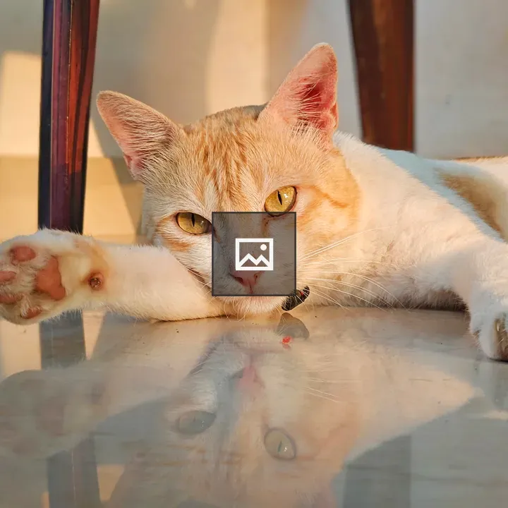 Cat laying on the floor