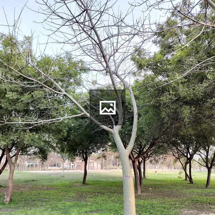 Tree with bare branches
