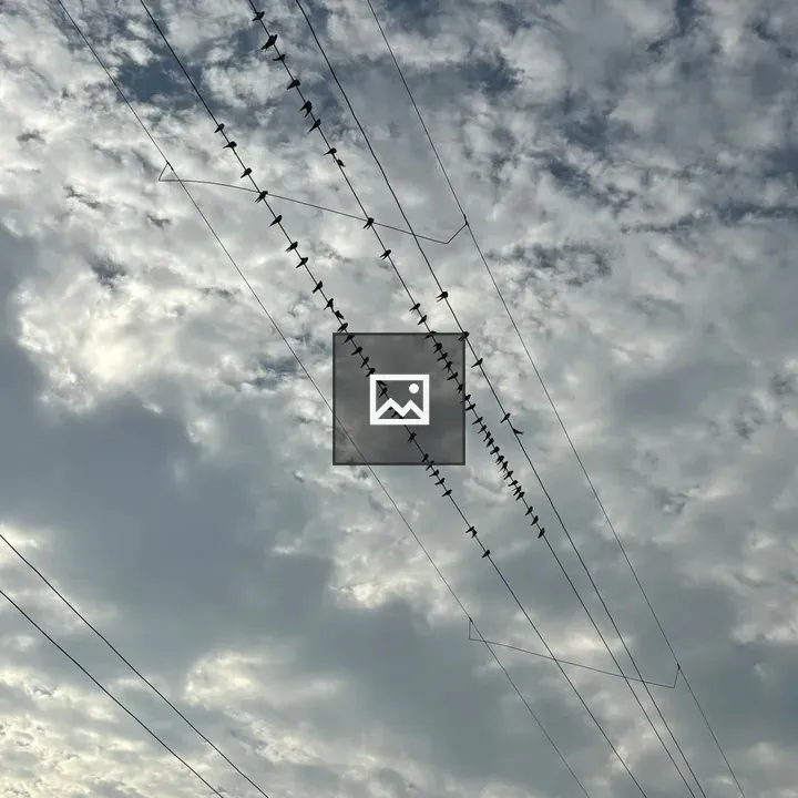 Birds on Power Lines