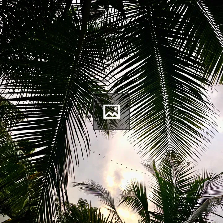 Coconut palms and birds at sunset