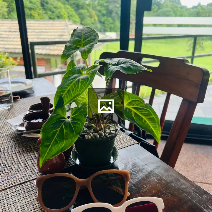 Potted plant with sunglasses
