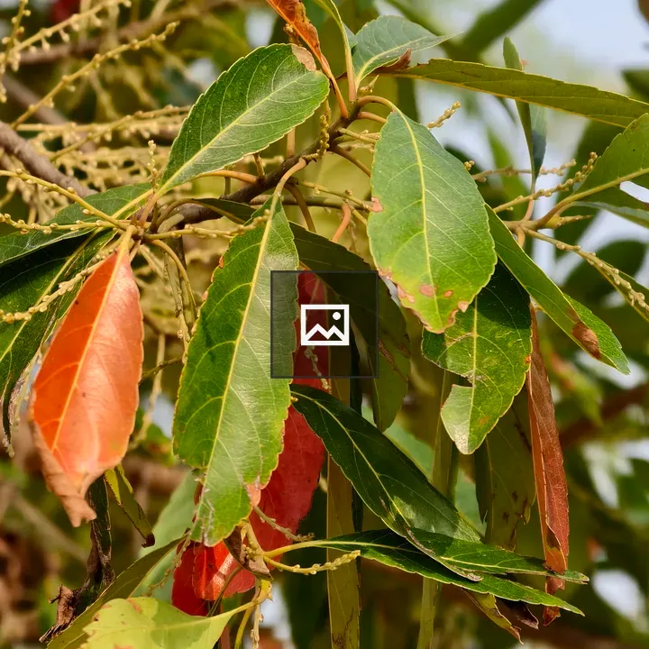 Close-Up of Tree Branch Leaves