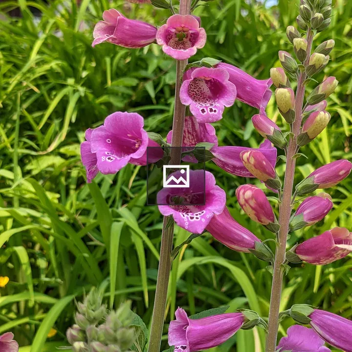 Pink foxglove flowers