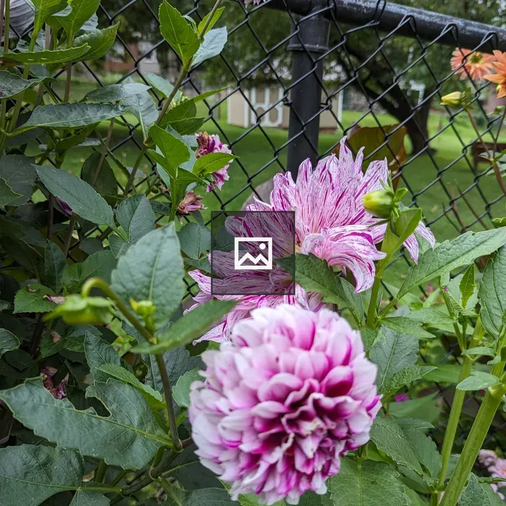 Two Dahlia Flowers