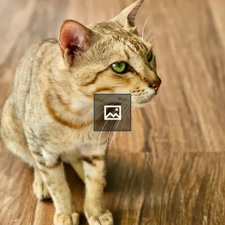 Portrait of a waiting cat
