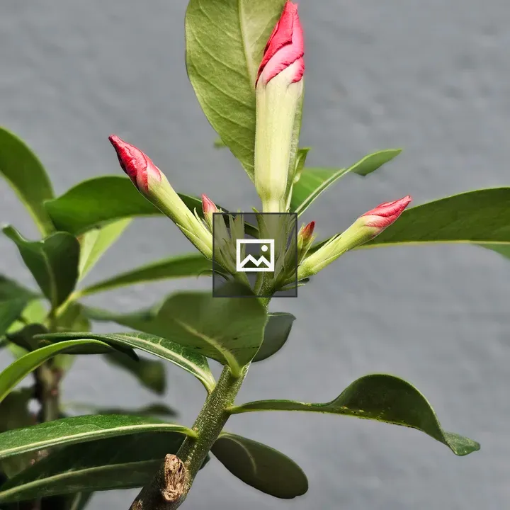 Adenium flower buds close-up