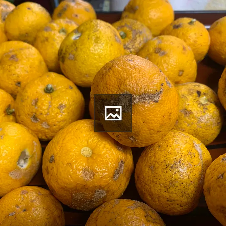 Pomelo fruit on yellow background