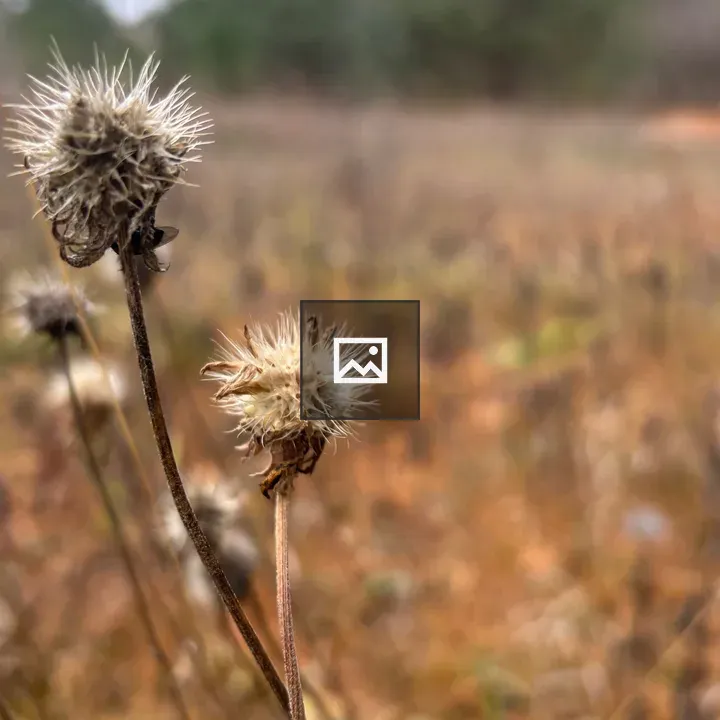 Dried flower heads in a field