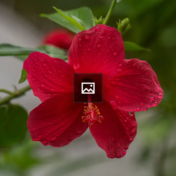 Hibiscus Flower with Water Droplets