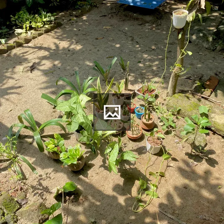 Sunlit garden with potted plants