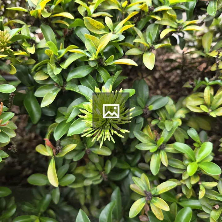 Close-up of green shrub leaves