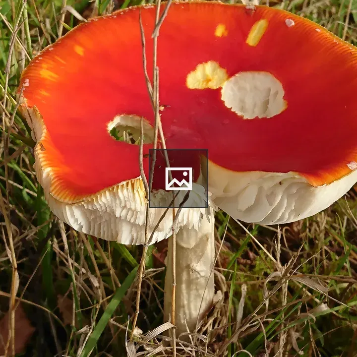 Fly Agaric partially eaten by wildlife