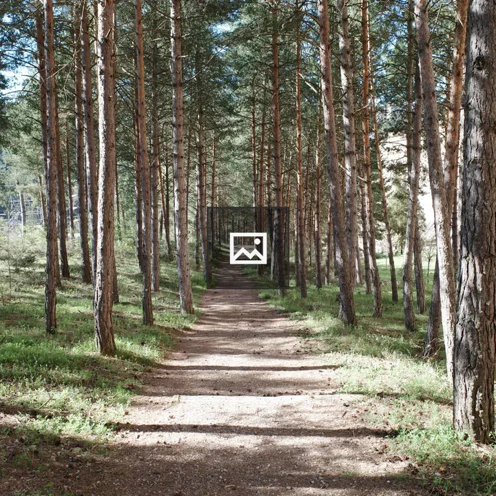 Hikking path in pine forest