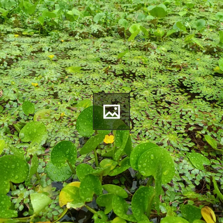 Hydrocharis morsus-ranae Plants