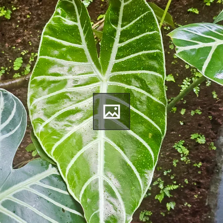 Shiny Alocasia leaf