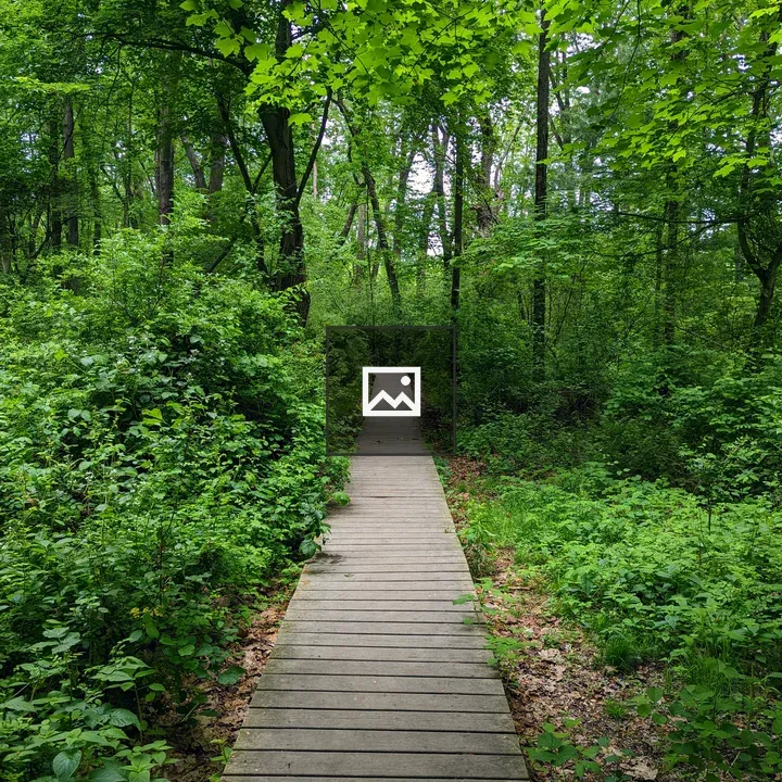 Wooden boardwalk through forest