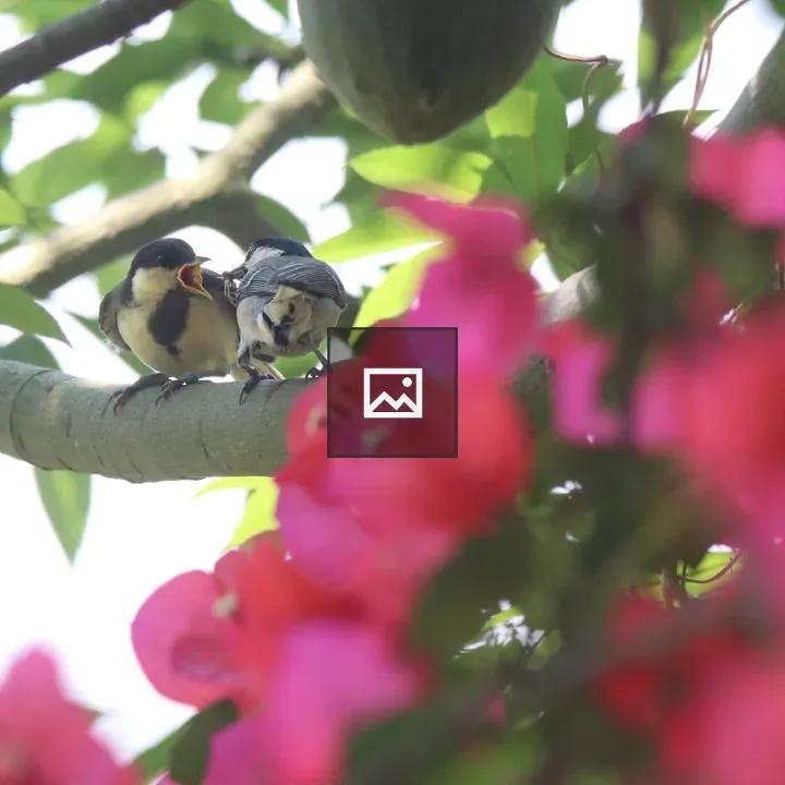 Cinereous Tit Feeding its Chick